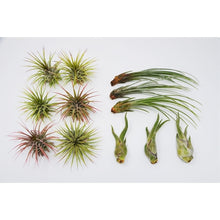 Load image into Gallery viewer, Variety Air Plant Pack (12)
