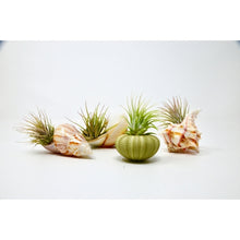 Load image into Gallery viewer, Sea Urchin / Seashell Air Plants (4 pieces)
