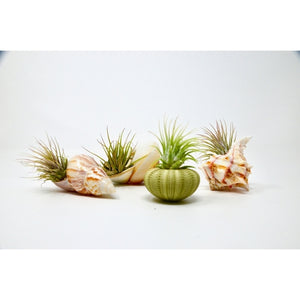 Sea Urchin / Seashell Air Plants (4 pieces)