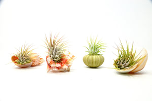 Sea Urchin / Seashell Air Plants (4 pieces)