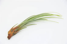 Load image into Gallery viewer, Variety Air Plant Pack (12)
