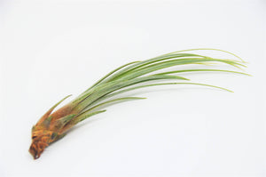 Variety Air Plant Pack (12)