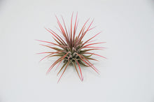 Load image into Gallery viewer, Variety Air Plant Pack (12)
