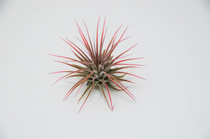 Variety Air Plant Pack (12)